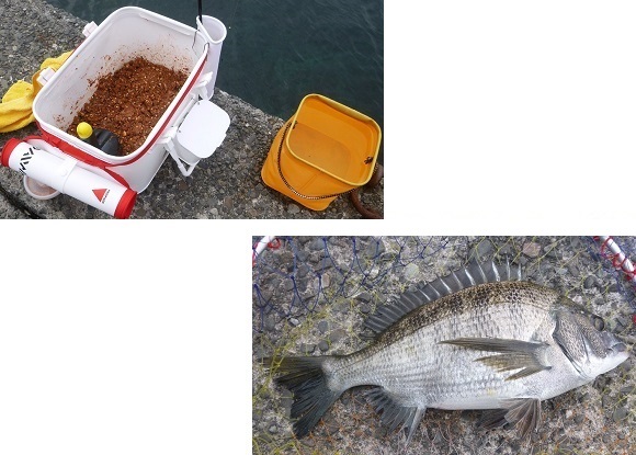 「 チヌ ( 黒鯛 ) 釣り入門 」 0514