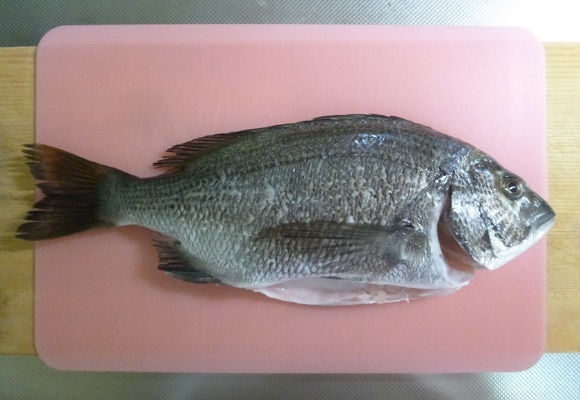 「 チヌ ( 黒鯛 ) 釣り入門 」 0780