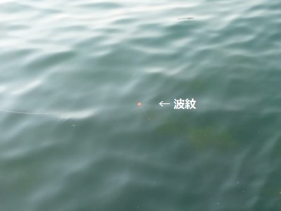 「 チヌ ( 黒鯛 ) 釣り入門 」 0842