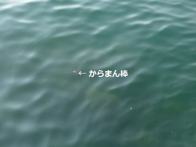 「 チヌ ( 黒鯛 ) 釣り入門 」 0846