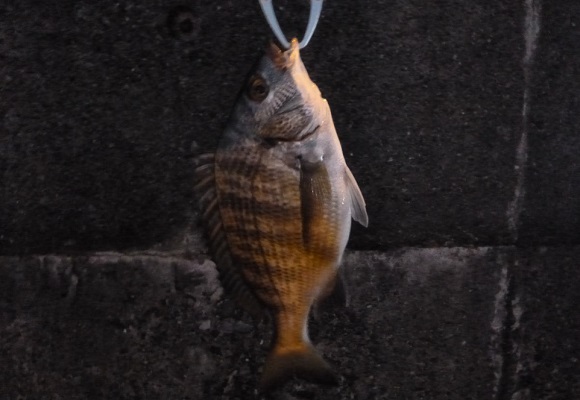 「 チヌ ( 黒鯛 ) 釣り入門 」 0954