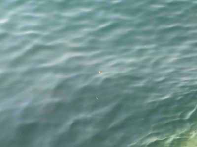 「 チヌ ( 黒鯛 ) 釣り入門 」 1042