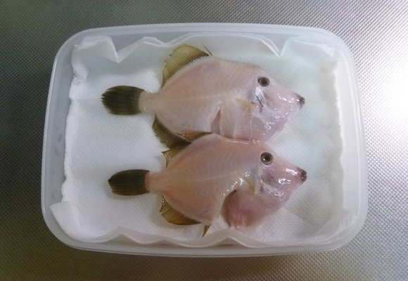 「 チヌ ( 黒鯛 ) 釣り入門 」 1063
