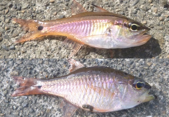 「 チヌ ( 黒鯛 ) 釣り入門 」 1821