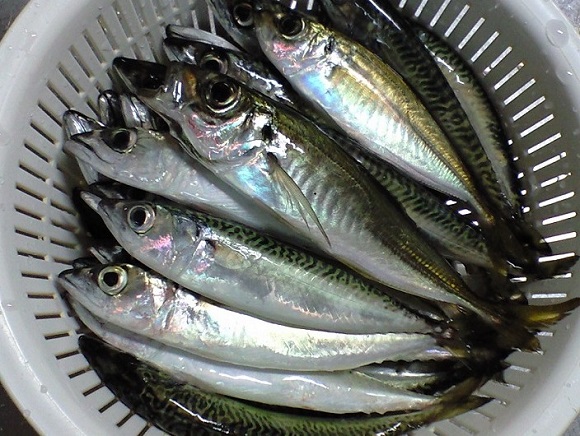 小サバと小アジの料理レシピ 魚の捌き方や揚げ物の調理方法 チヌ 黒鯛 釣り入門