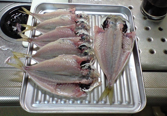 「 チヌ ( 黒鯛 ) 釣り入門 」 0088