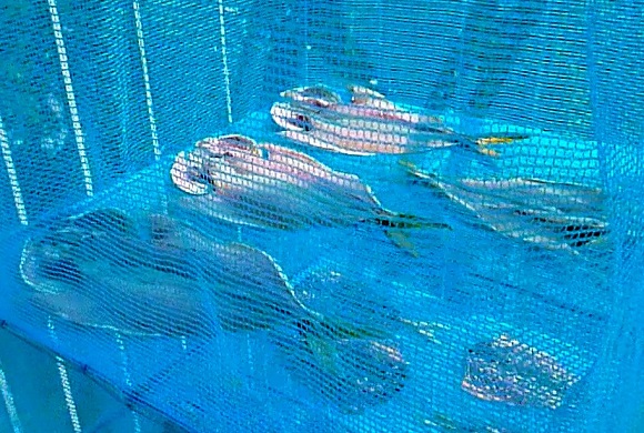 「 チヌ ( 黒鯛 ) 釣り入門 」 0090