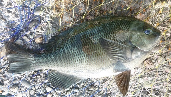 「 チヌ ( 黒鯛 ) 釣り入門 」 0319
