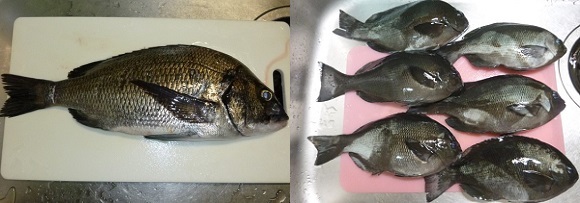 「 チヌ ( 黒鯛 ) 釣り入門 」 0320