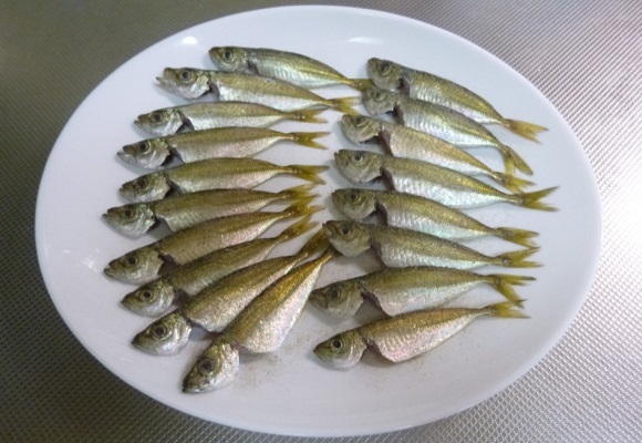 「 チヌ ( 黒鯛 ) 釣り入門 」 0370