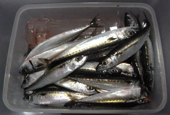 「 チヌ ( 黒鯛 ) 釣り入門 」 0465