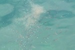 チヌ（ クロダイ ）のフカセ釣り「 魚種別のエサ取り対策法と対処法 」.jpg